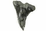 Snaggletooth Shark (Hemipristis) Tooth - South Carolina #214475-1